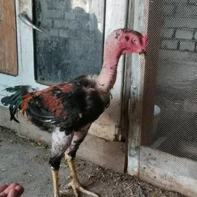 taşkent