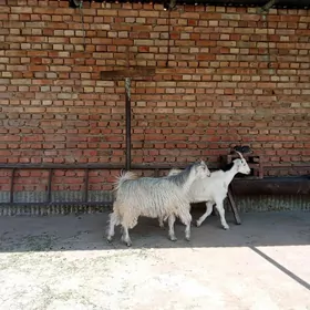 çewiş