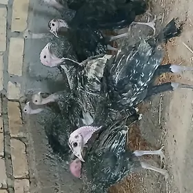 induk juje