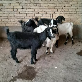 gysyr geciler