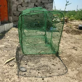 ketek  setka