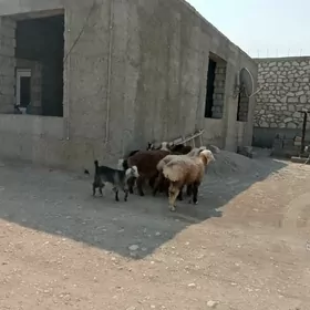 ÇEBİŞ we TOKLY