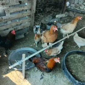 Towuklar