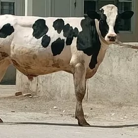 Öküz