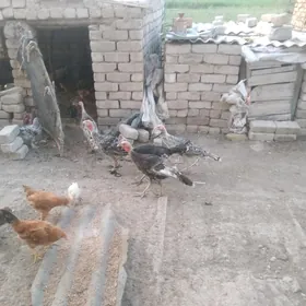 Induk juyje