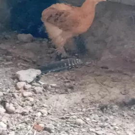 brama