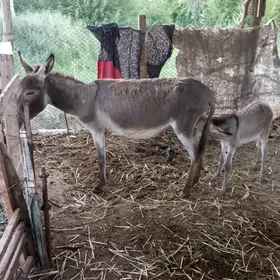 eşek