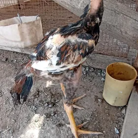 baysow juyje