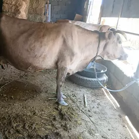 Sygyr
