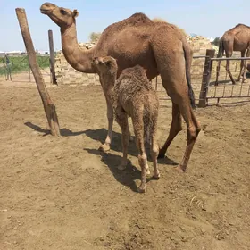 кощекли