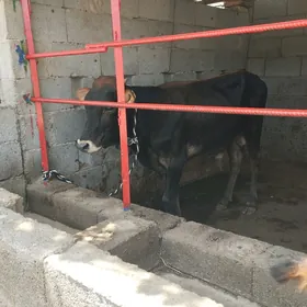 öküz tüwe