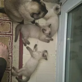 продаются котята