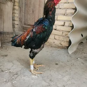 horaz