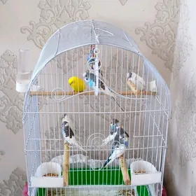 toty guşlar (papugaý)