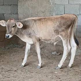 okuz tuwe