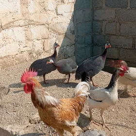 sisarka