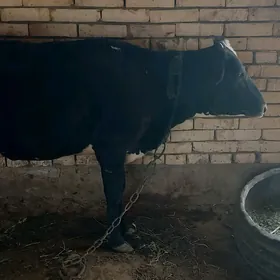 Gulajyn mal edinseñem bolýa bk
