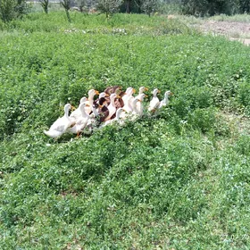 Ördek gak gak