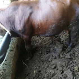 Окуз