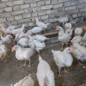 жуже