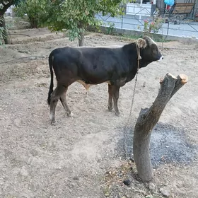 ŞWES ÖKÜZ