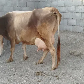 Göleli Sygyr