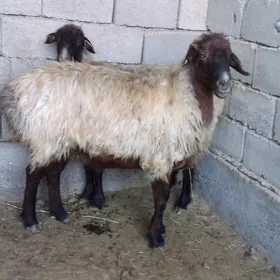 Goýn