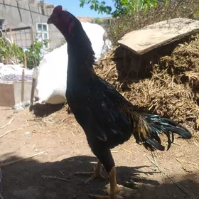baysow horaz