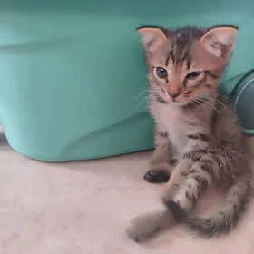 вислоухие котята