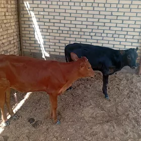 Gulajynlar