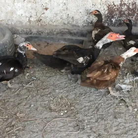 ордек мускус