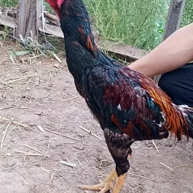 horaz