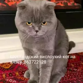 ШОТЛАНДСКИЙ КОТ