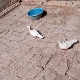 kepter