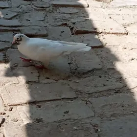 kepter