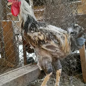 gigant horaz arassa