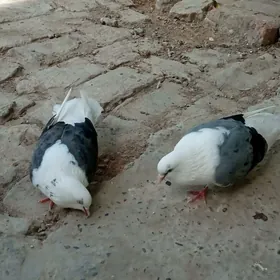 kepter