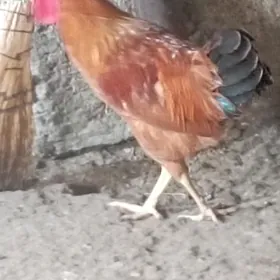 horaz