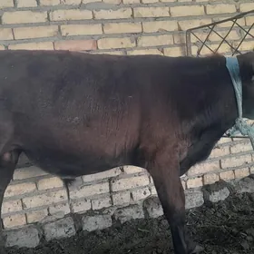 okuzce