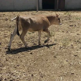 tüwe