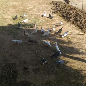 Kepderi