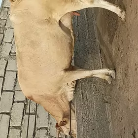 sygyrla