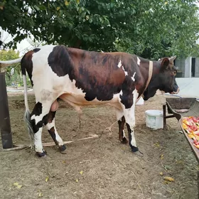 ökiz