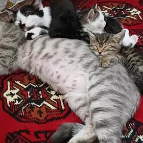 Котята