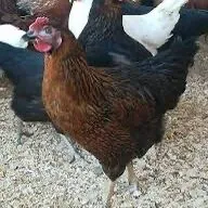 Towuk ataks