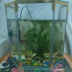 аквариумы
