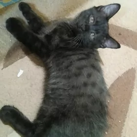 Отдаем кота 2мес