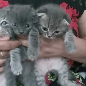 кошки