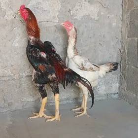 taşkent maki
