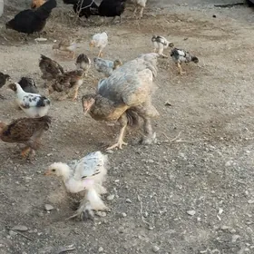 brama tawukbrama tawuk
